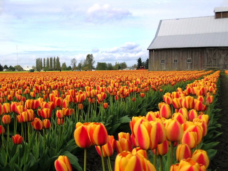 Skagit Valley Tulip Festival