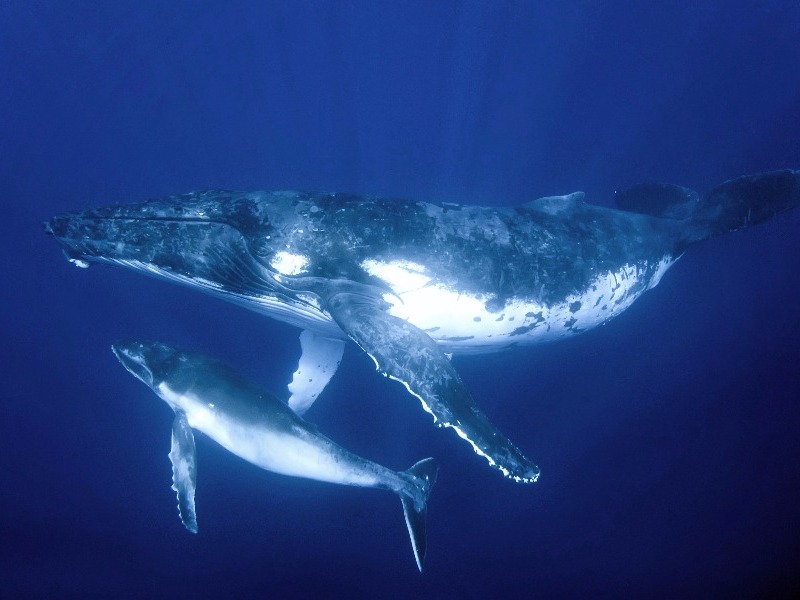 humpback mother and calf in the South Pacific