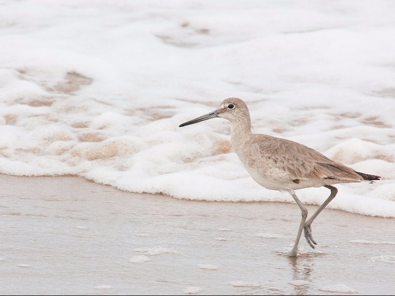 Boca Chica State Park