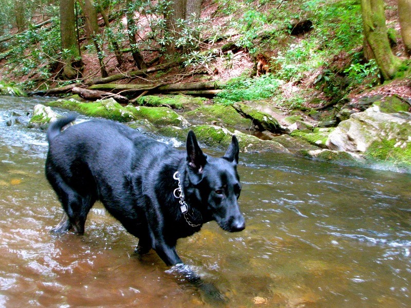 Dog playing at Dukes Creek Falls