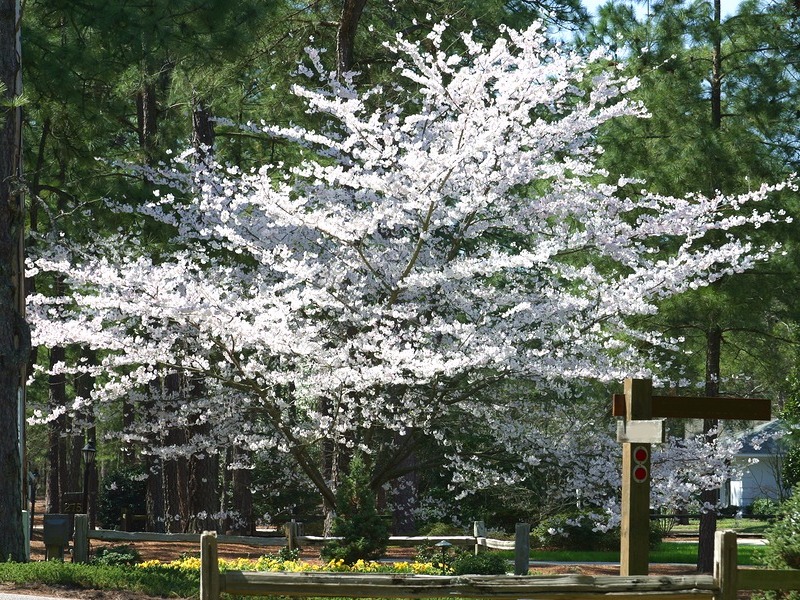 Flowering Cherry tree in Pinehurst