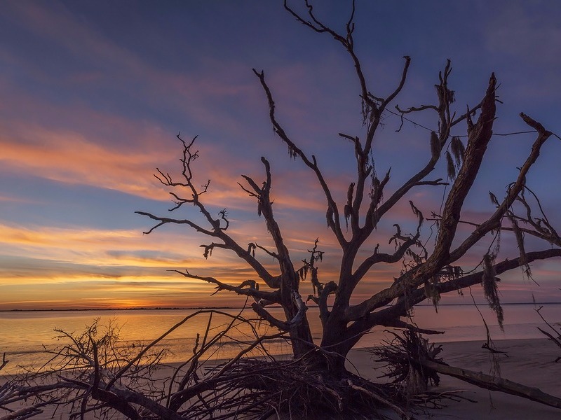 Driftwood and tree branches at Jekyll Island