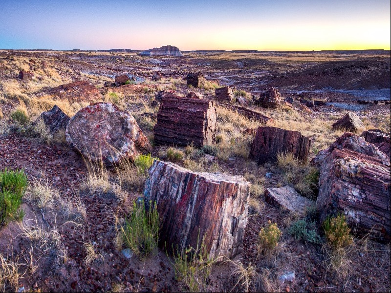 Petrified Forest National Park