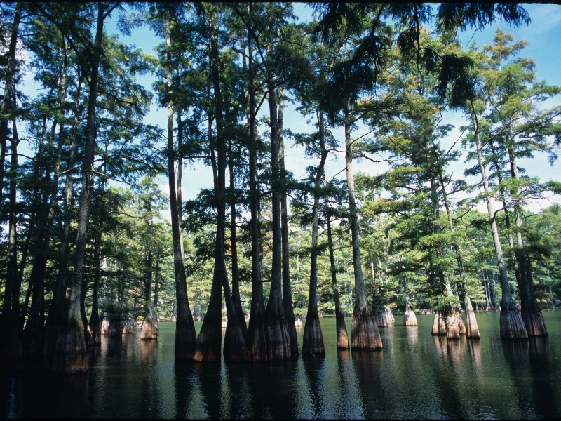 Big Thicket National Preserve