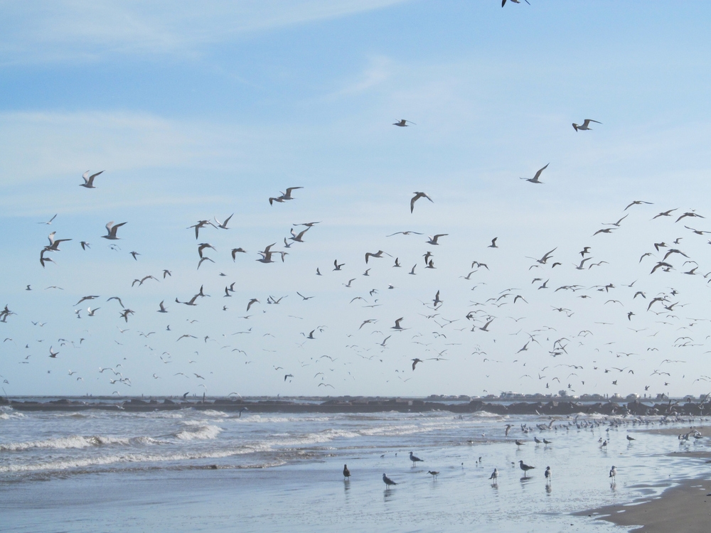 San Jose Island, Texas