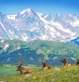 elk sit on mountainside with views of mountains in background