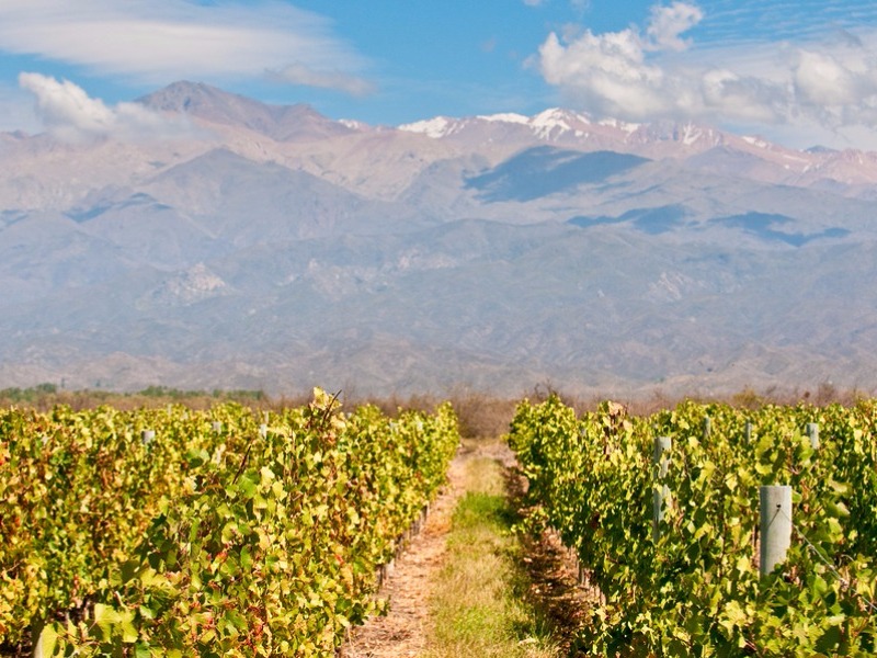 Vineyards of Mendoza and Andes mountains