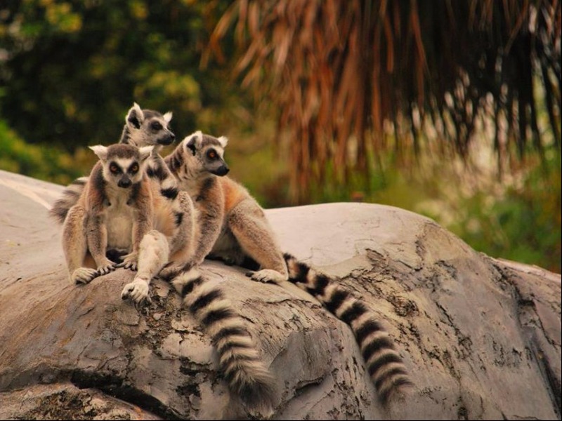 Jacksonville Zoo and Gardens