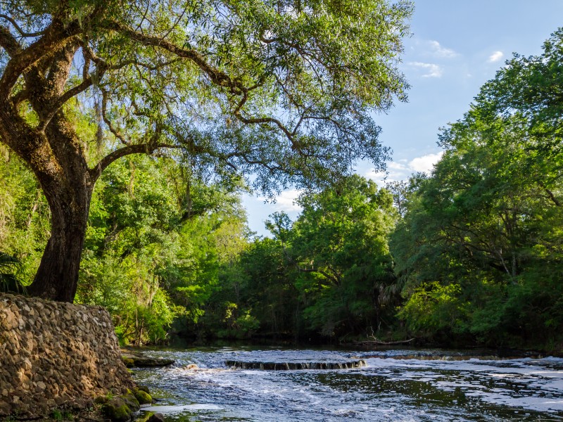 Steinhatchee Falls