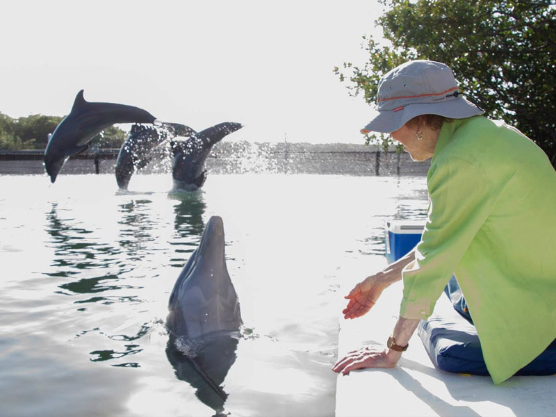 Dolphin Research Center, Grassy Key