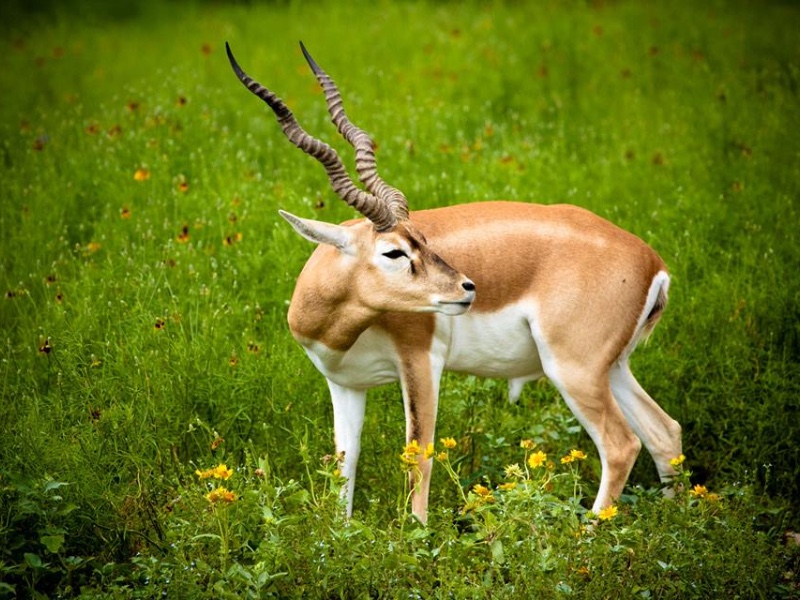 Natural Bridge Wildlife Ranch, San Antonio