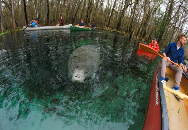 Manatee Springs State Park