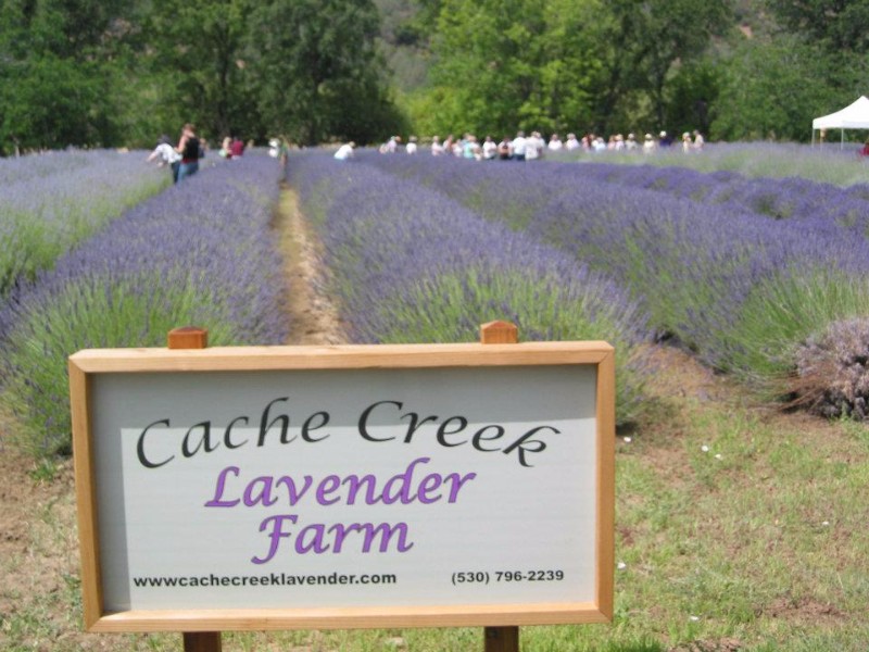 Cache Creek Lavender Farm