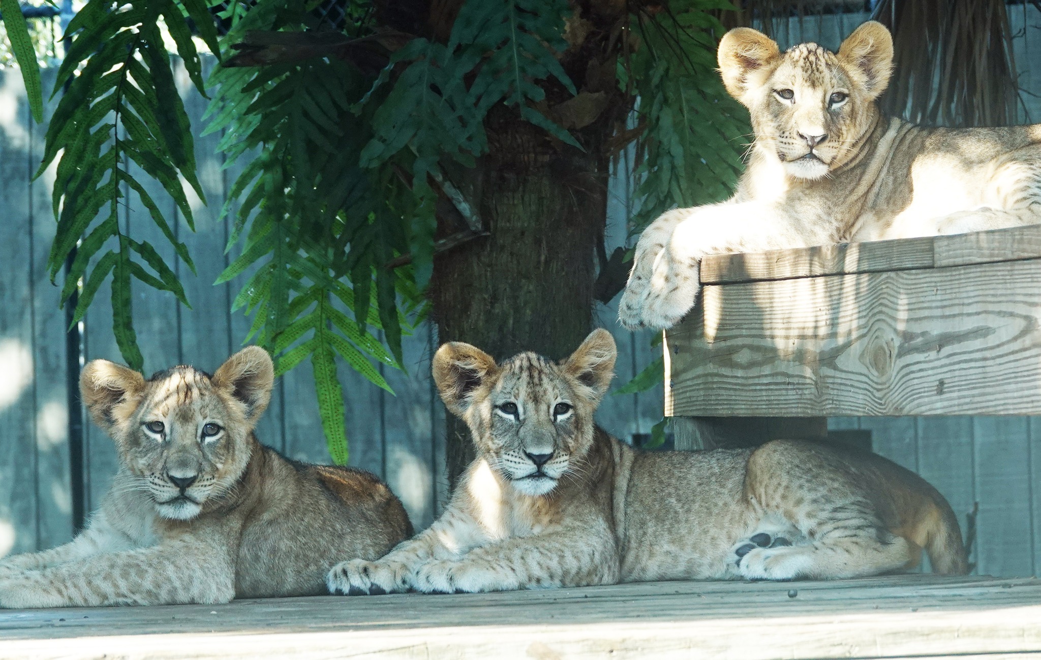 Naples Zoo at Caribbean Gardens