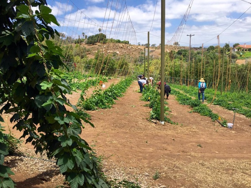 San Diego Golden Hop Farm