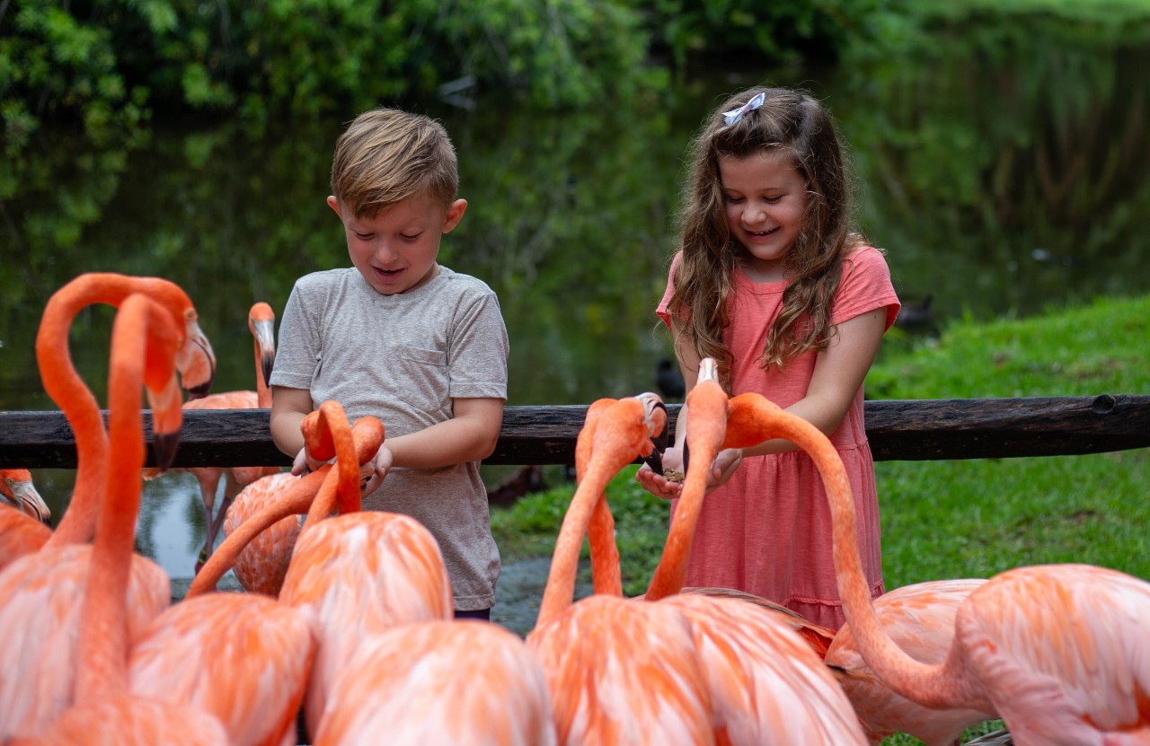 Sarasota Jungle Gardens