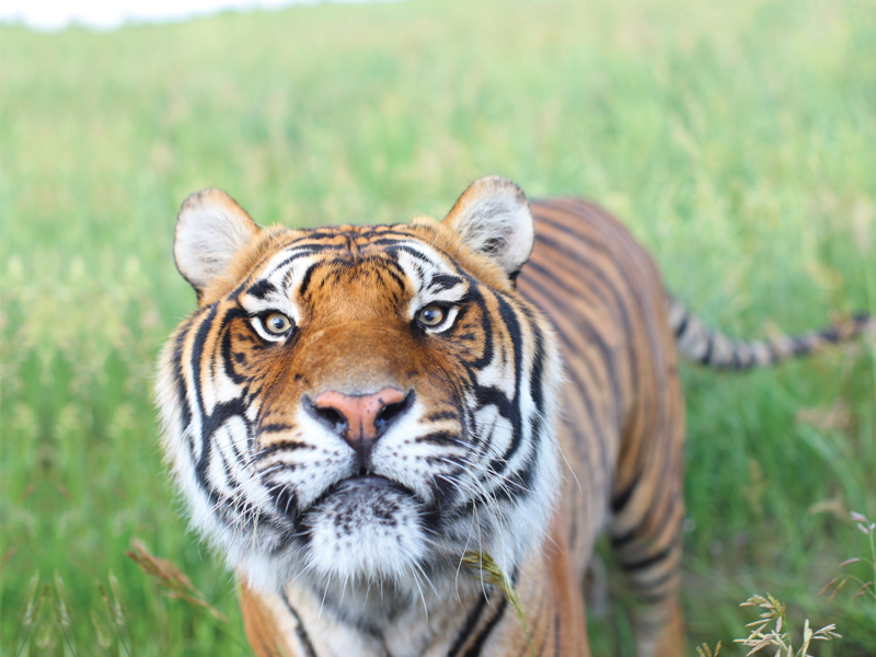 A rescued tiger from New Orleans