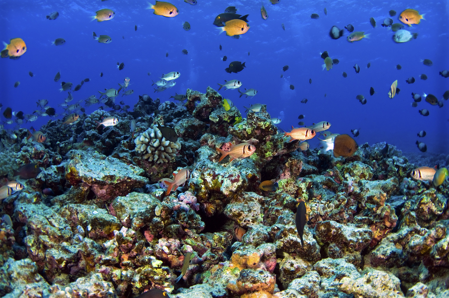 A non polarized school over a reef on Molokini Hawaii