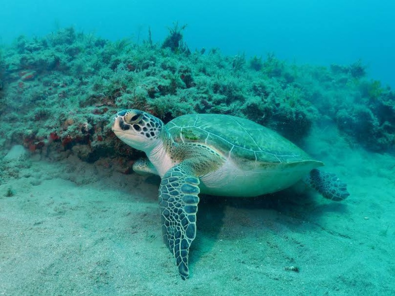 Loggerhead Marine Life Center