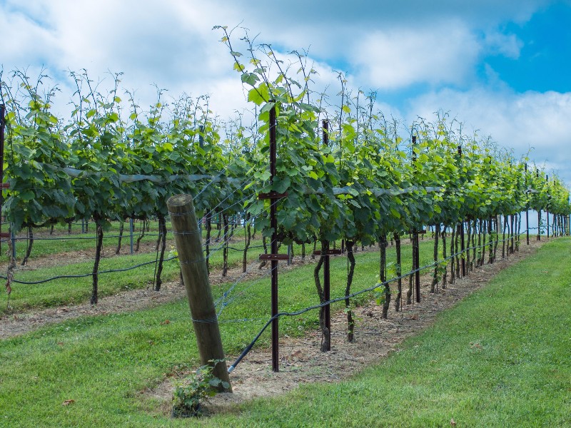 Vineyard in Dahlonega