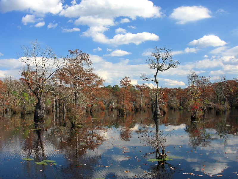 Merchants Millpond State Park