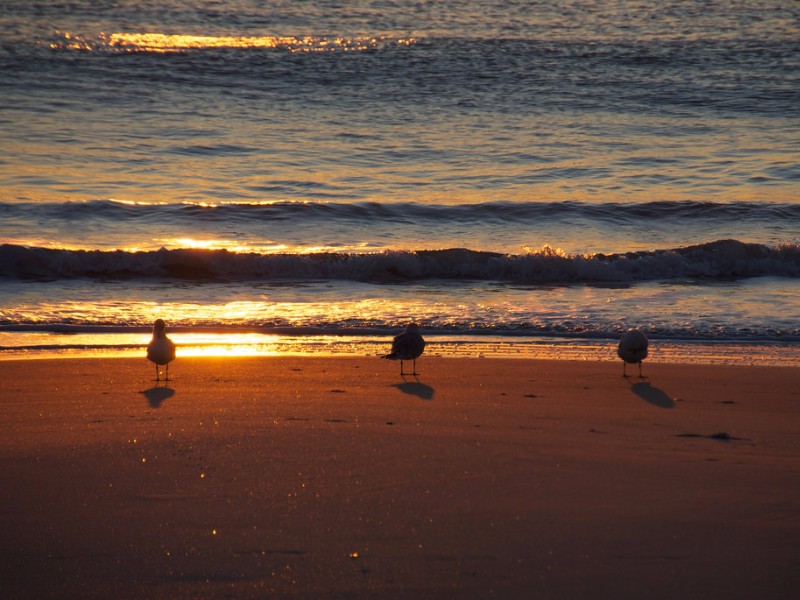 Carolina Beach