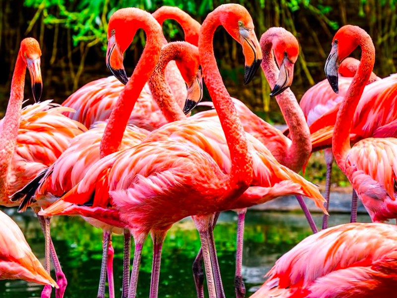 Flamingo Gardens, Davie