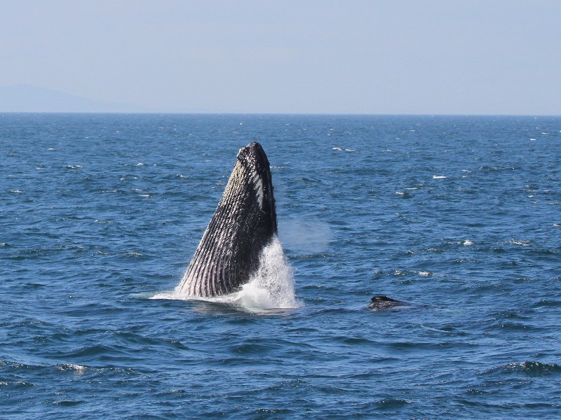 Humpback whale off the U.S. east coast