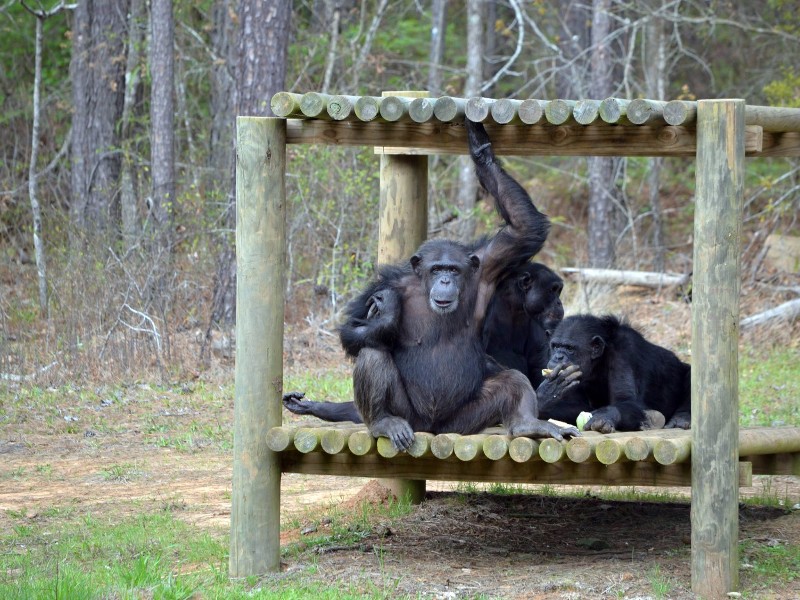 Chimp Haven