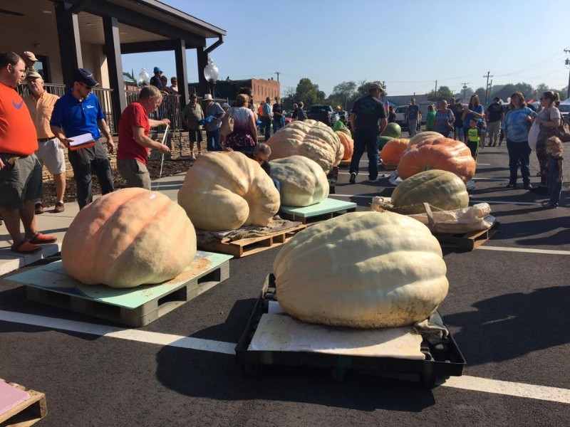 Yadkin Valley Pumpkin Festival