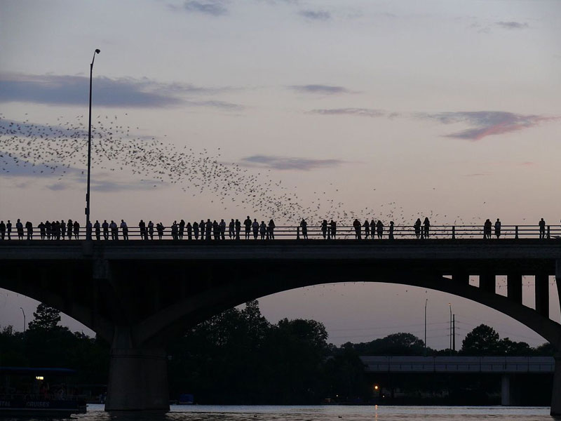 Bat Watching in Austin