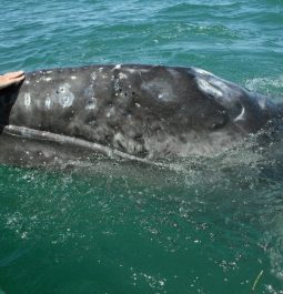 Hand grazing head of gray whale