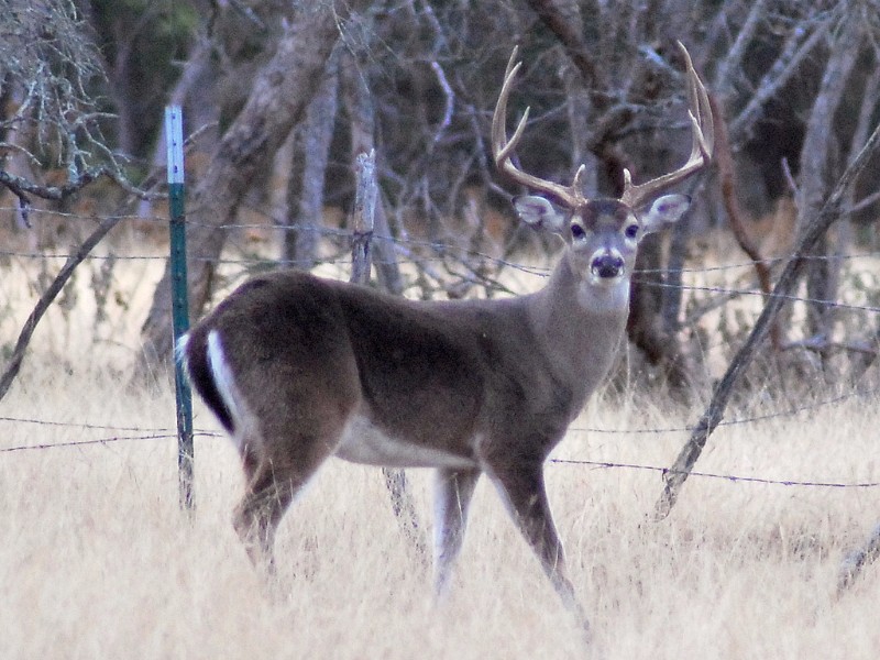 White-tailed deer