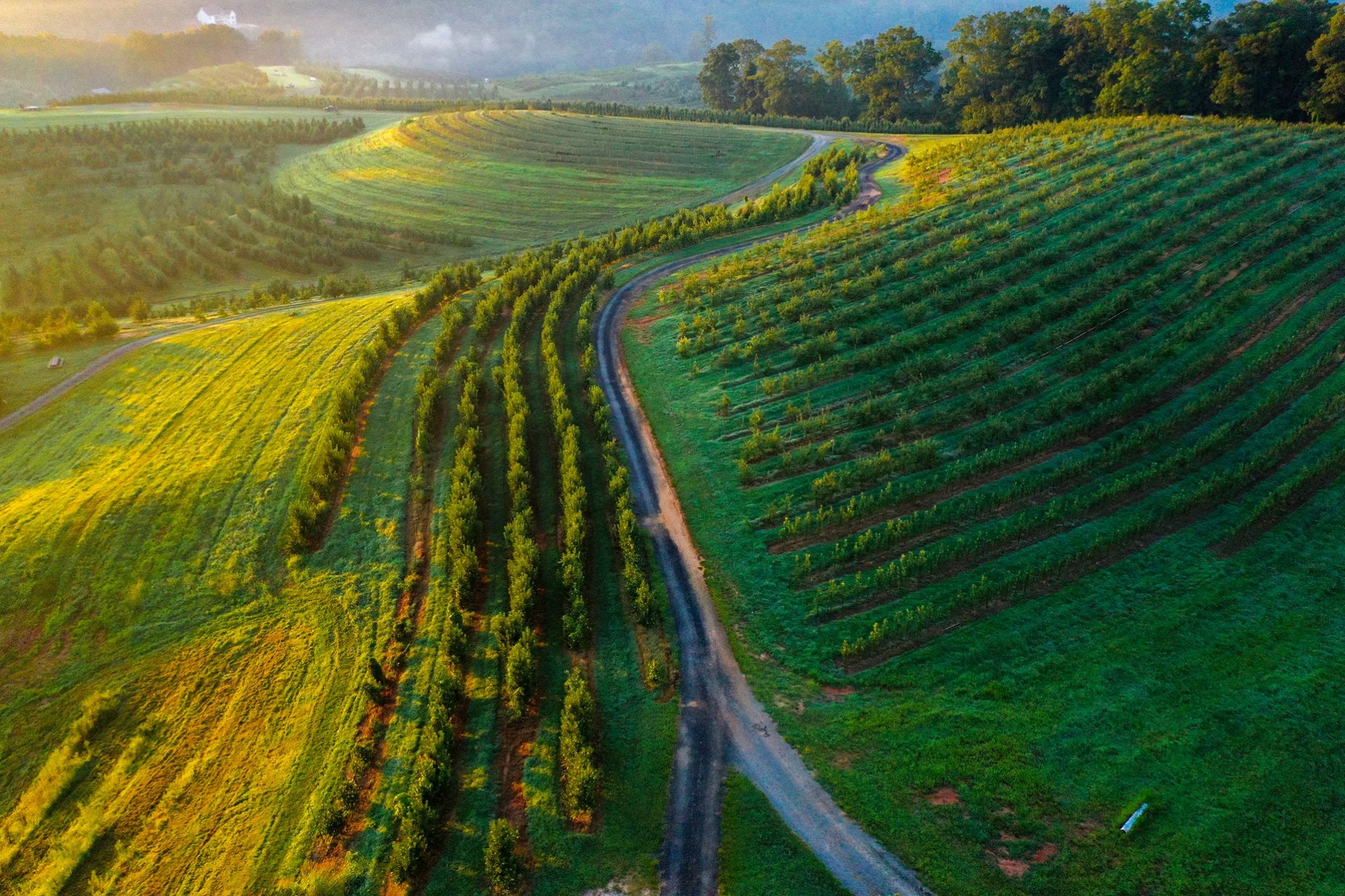 Mercier Orchards