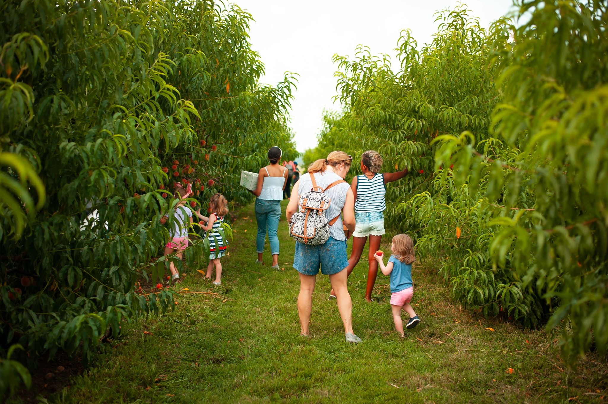 Linvilla Orchards