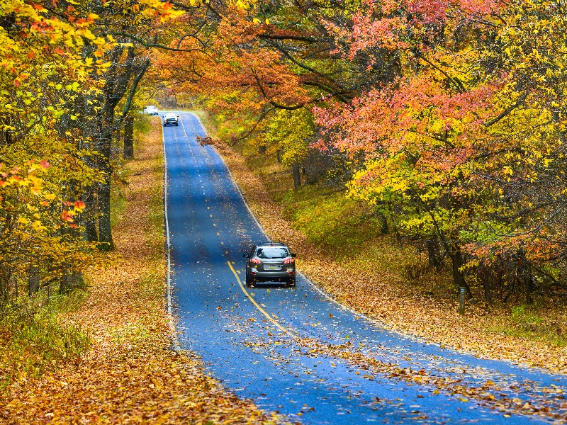 Shenandoah National Park in the fall