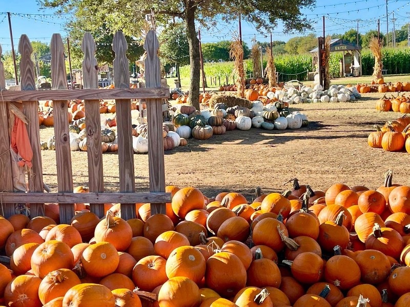 Hall’s Pumpkin Farm