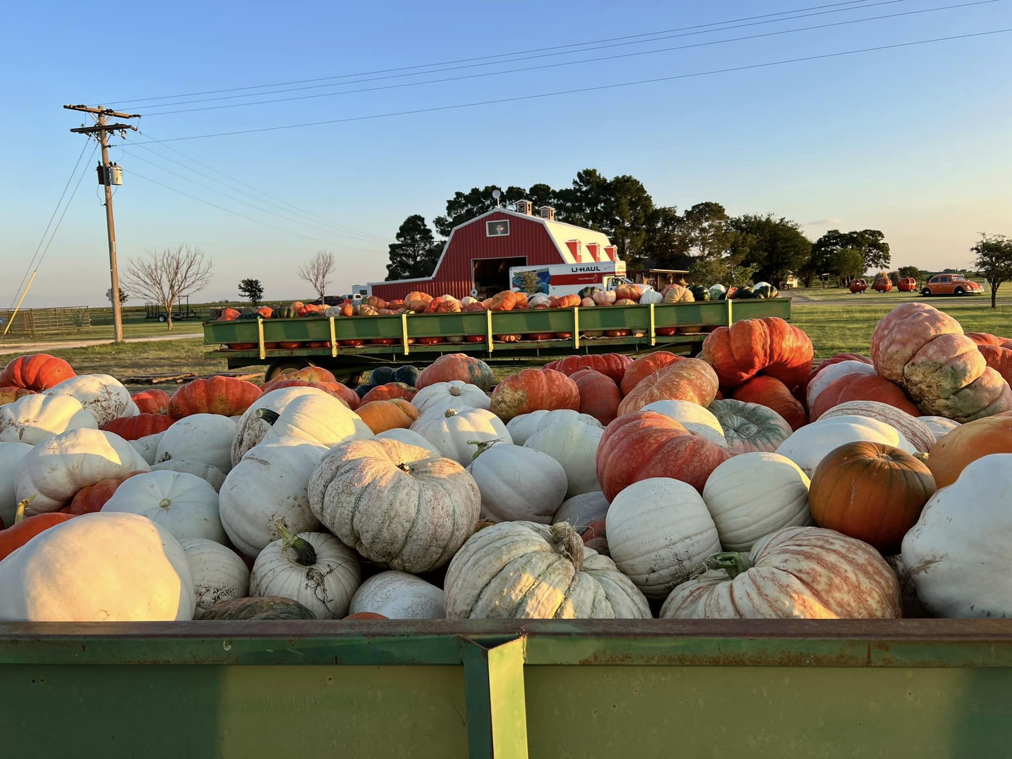 Assiter Punkin Ranch