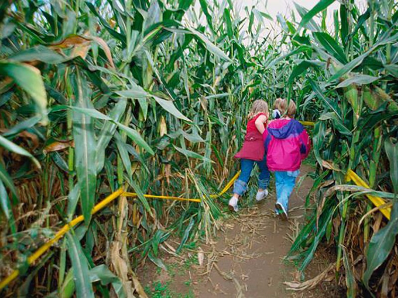 Corn maze at Rock Creek Farm