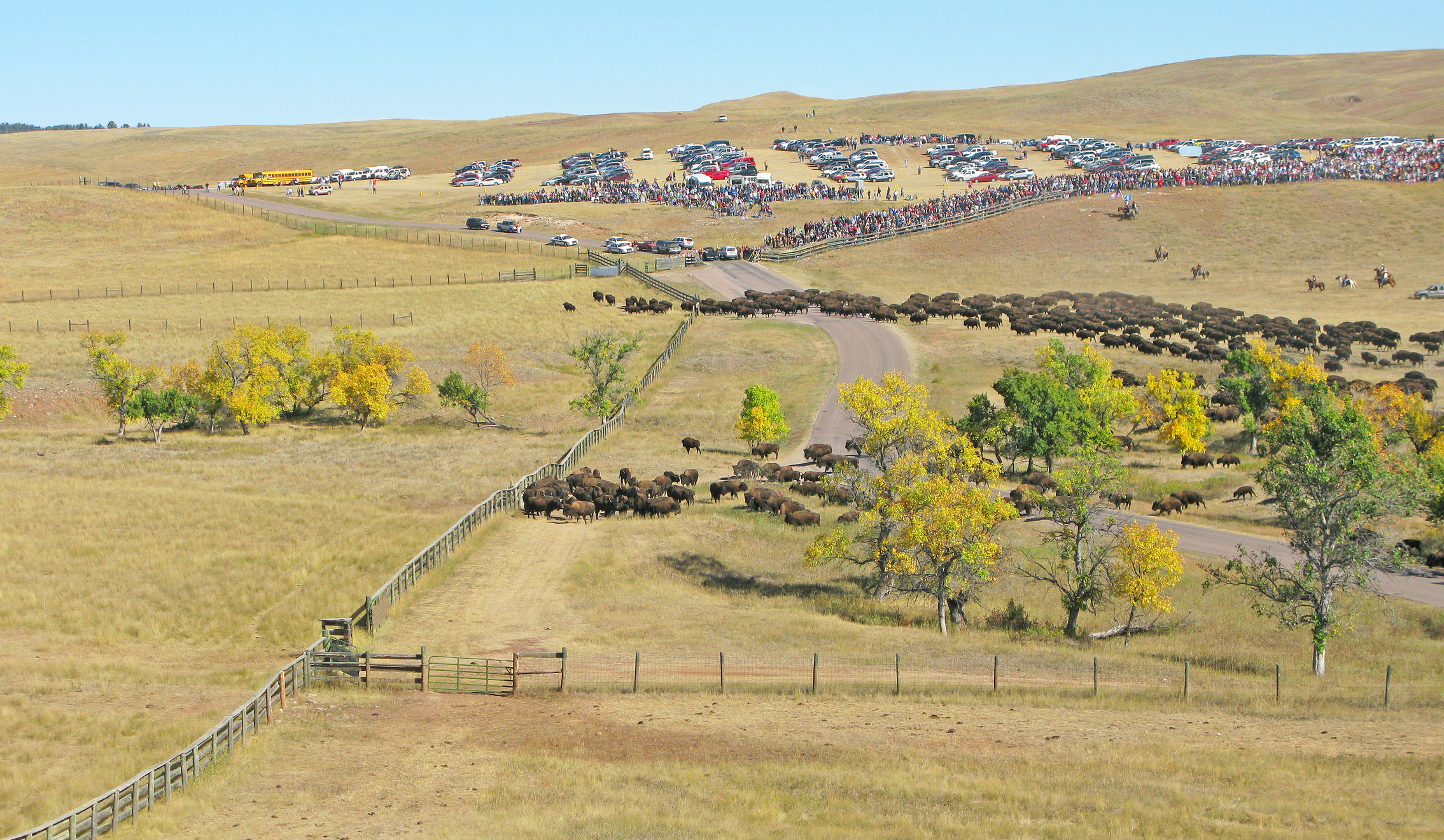 Buffalo Roundup in Custer State Park