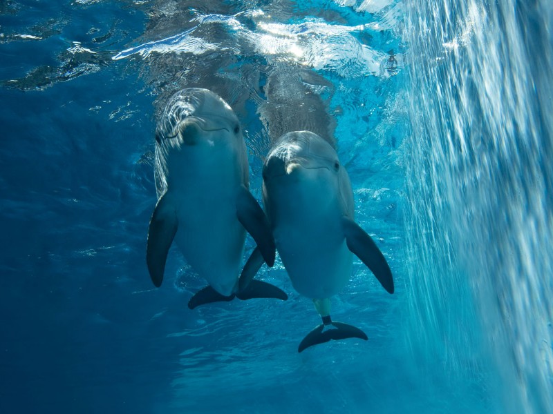 Clearwater Marine Aquarium