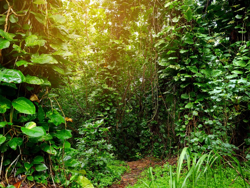 Kalalau Trail