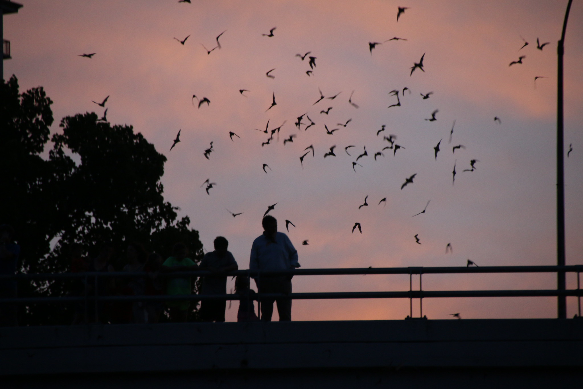 Bat Colony at the Waugh Drive Bridge