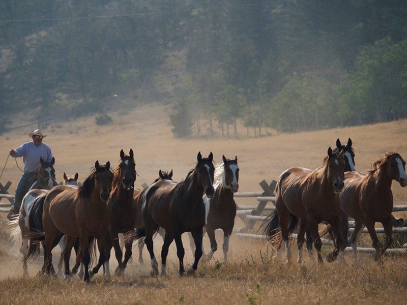 Working at Deep Canyon Guest Ranch, Montana