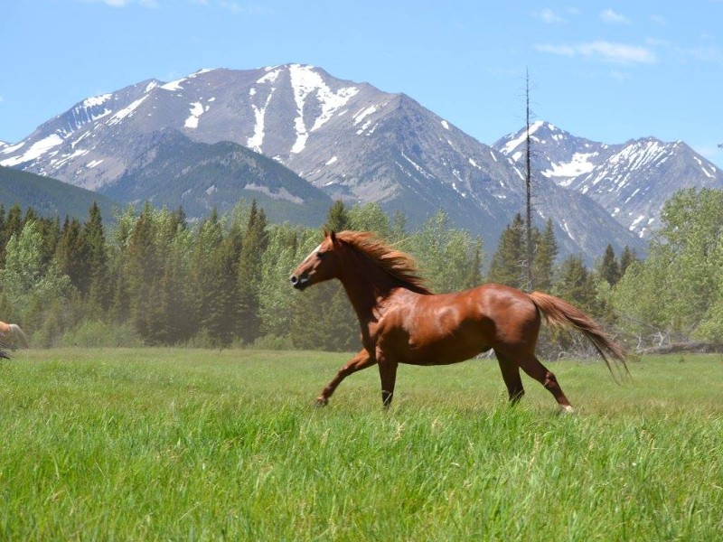 Horse at Sweet Grass Ranch, Big Timber, Montana