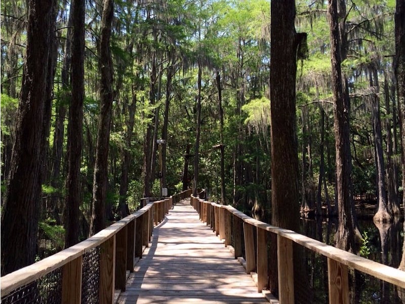 Nature trail at Tallahassee Museum