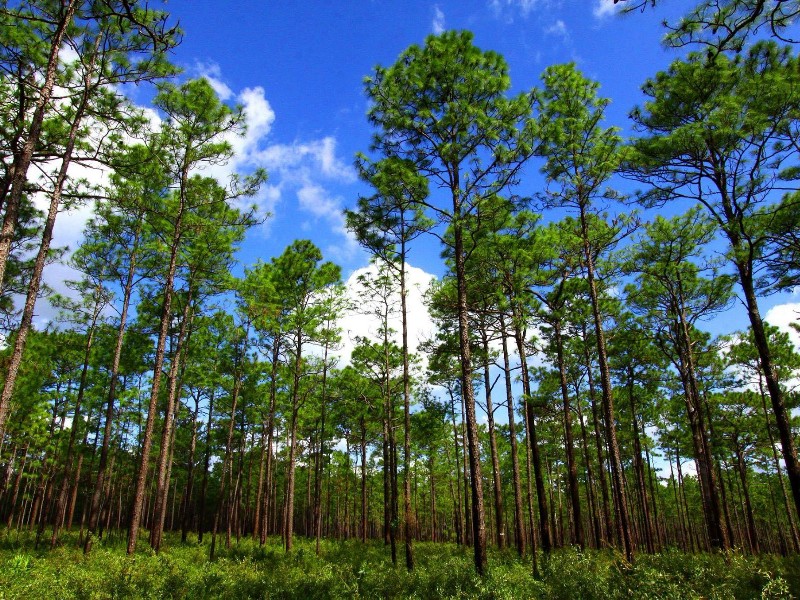 Hiking in Tate’s Hell State Forest