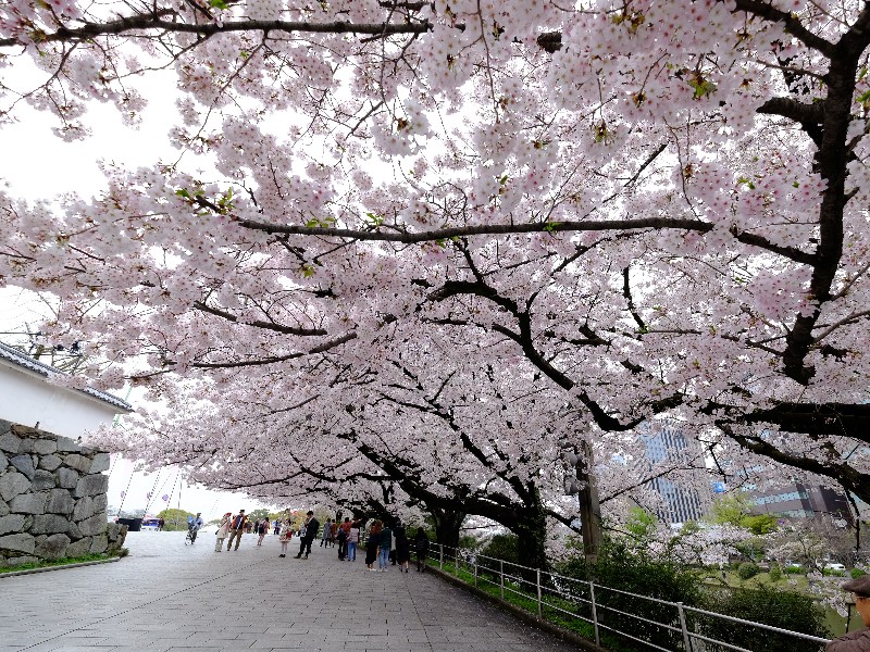 Fukuoka covered in cherry trees