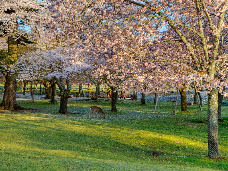 Cherry Blossoms in Nara Park