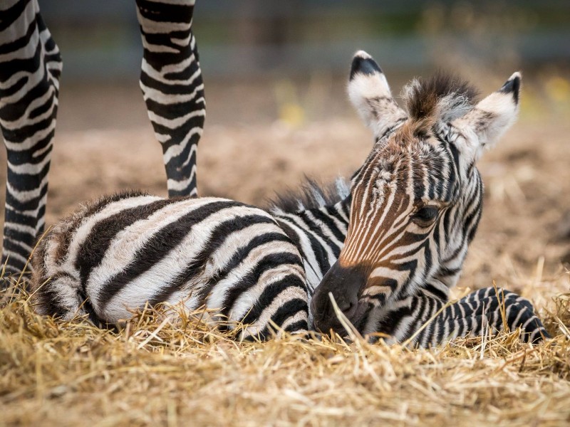 Animal World and Snake Farm Zoo